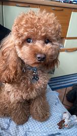 Toy fulvo disponibile monta