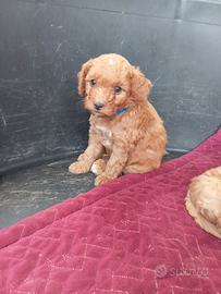 Cuccioli di barboncino