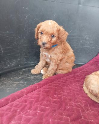 Cuccioli di barboncino