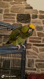 Pappagallo Amazzone testa gialla