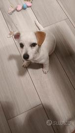 jack Russel 