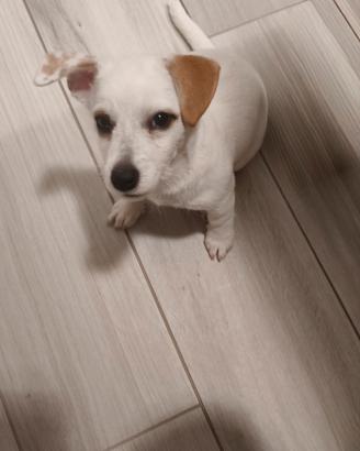 jack Russel 