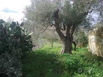 Piccolo terreno e rustico Aragona (Ag)
