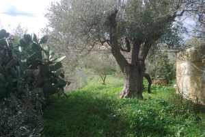 Piccolo terreno e rustico Aragona (Ag)