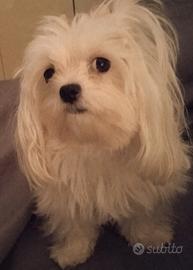 cane maltese x monta