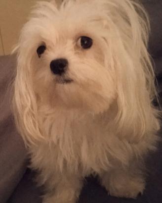 cane maltese x monta