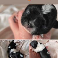 Chihuahua bianco e nero pedigree