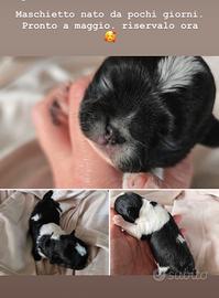 Chihuahua bianco e nero pedigree