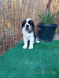 cuccioli di san Bernardo 