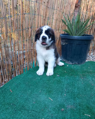 cuccioli di san Bernardo 
