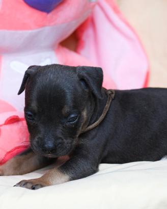 American pitbull terrier