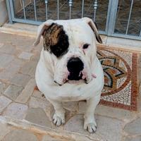 bulldog americano per monta