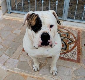 bulldog americano per monta