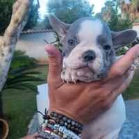 Bouledogue francese (bulldog)
