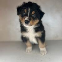 Cucciolo pastore australiano