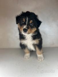 Cucciolo pastore australiano