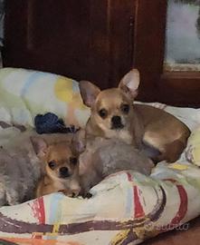 Pepe chihuahua mini maschio
