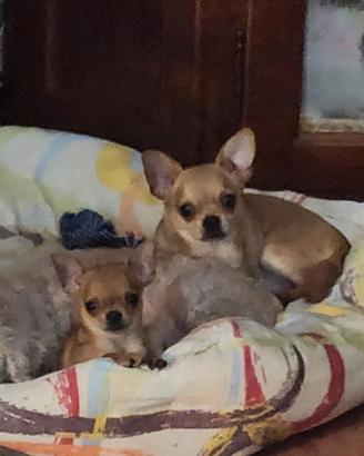 Pepe chihuahua mini maschio