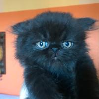 Gattini persiani neri