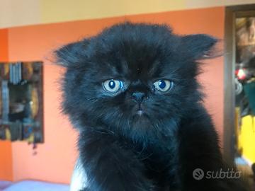 Gattini persiani neri