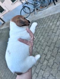 Cucciolo jack russell