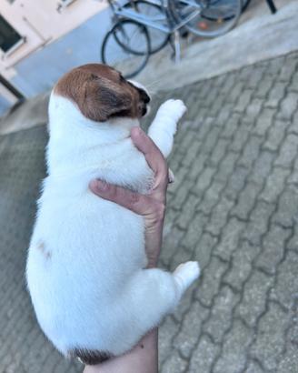 Cucciolo jack russell