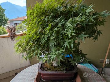 bonsai acero