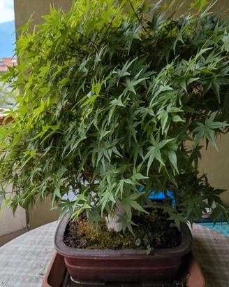 bonsai acero