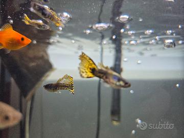 Guppy maschi
