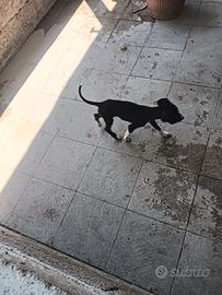 Meticcio