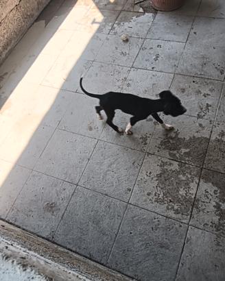 Meticcio