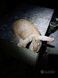 Conigli fulvi di borgogna