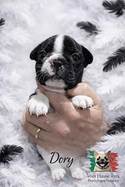 Bouledogue bulldog francese caille cucciolo