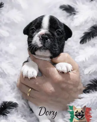 Bouledogue bulldog francese caille cucciolo