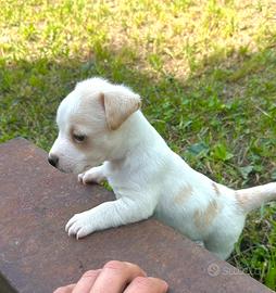 Jack Russell cucciolo