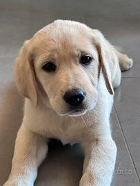 Cucciola di Labrador