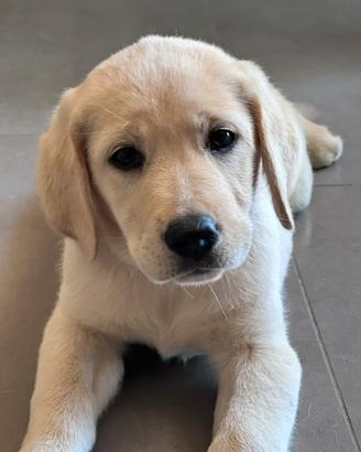 Cucciola di Labrador