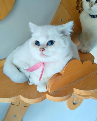British SHORTHAIR PELO CORTO CHINCHILLA 5 MESI