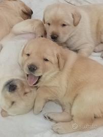 Labrador