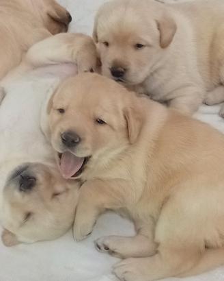 Labrador
