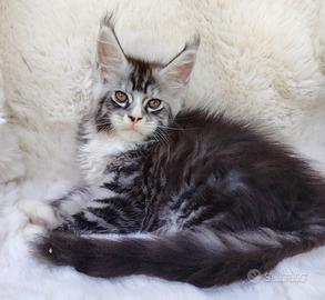 Maine Coon