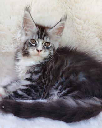 Maine Coon