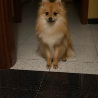 Animali