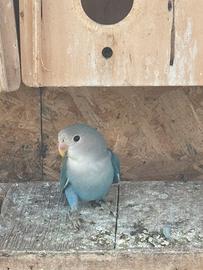 Inseparabile serie blu