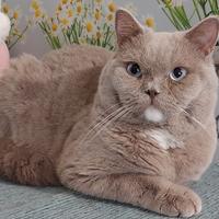 Scottish Straight Manuel