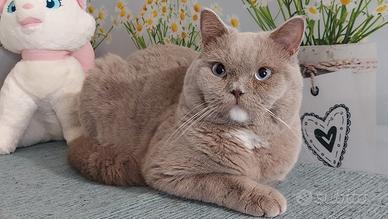 Scottish Straight Manuel