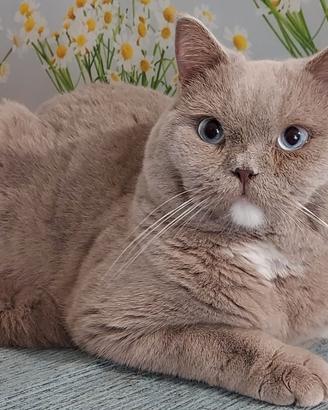 Scottish Straight Manuel