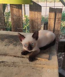 Gattina siamese thai