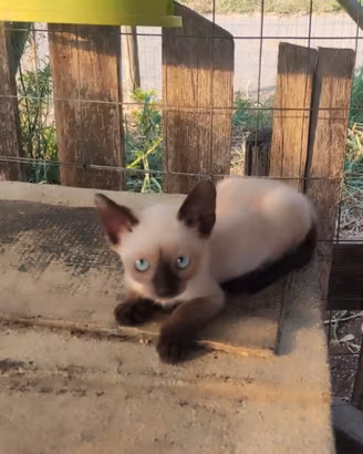 Gattina siamese thai