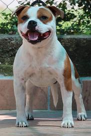 Staffordshire bull terrier